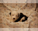 Small Photo #3 Sheepadoodle Puppy For Sale in CENTENNIAL, CO, USA