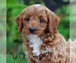 Small #3 Cavapoo