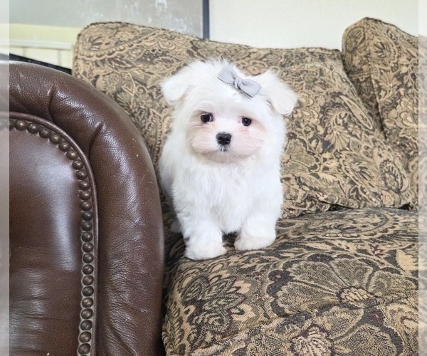 Medium Photo #18 Maltese Puppy For Sale in SANTA CLARITA, CA, USA