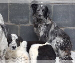 Binx - Female Border Collie-Unknown Mix Dog for Adoption - Photo #5