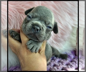 French Bulldog Puppy for sale in OJAI, CA, USA