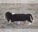 Small #4 Basset Hound