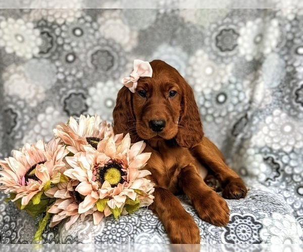 Medium Photo #5 Irish Setter Puppy For Sale in QUARRYVILLE, PA, USA