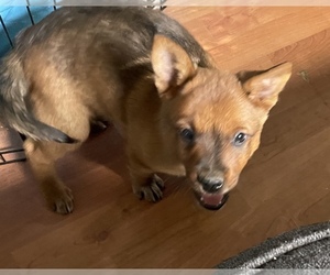 Australian Cattle Dog Puppy for sale in SILVER CREEK, NY, USA