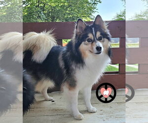 Pomsky Dogs for adoption in Lebanon, PA, USA