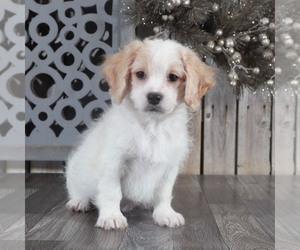 Cavachon Puppy for Sale in MOUNT VERNON, Ohio USA