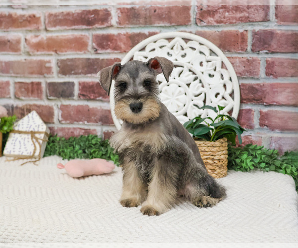 Medium Photo #4 Schnauzer (Miniature) Puppy For Sale in SYRACUSE, IN, USA