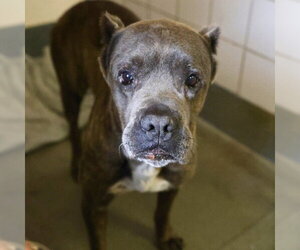 Mutt Dogs for adoption in San Antonio, TX, USA