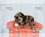 Small #6 Poodle (Toy)