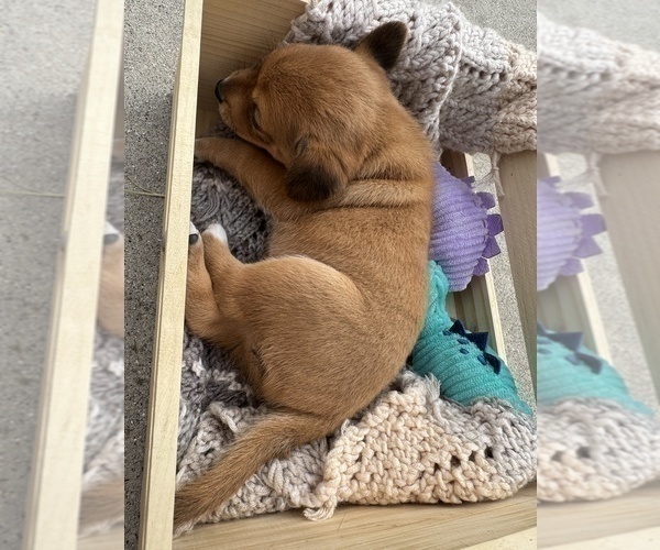 Medium Photo #13 Beagle-Shiba Inu Mix Puppy For Sale in TWO RIVERS, WI, USA