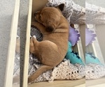 Small Photo #13 Beagle-Shiba Inu Mix Puppy For Sale in TWO RIVERS, WI, USA