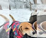Small Photo #10 Basset Hound-Labrador Retriever Mix Puppy For Sale in Deepwater, NJ, USA