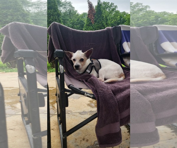 Medium Photo #7 Mutt Puppy For Sale in Germantown, OH, USA