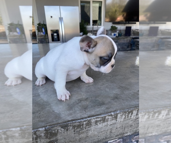 Medium Photo #9 French Bulldog Puppy For Sale in LEMOORE, CA, USA