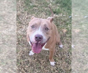 Medium American Pit Bull Terrier