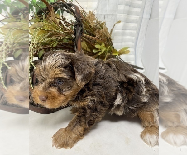 Medium Photo #4 Shorkie Tzu Puppy For Sale in SELLERSBURG, IN, USA