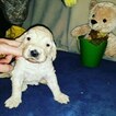 Small Photo #18 Goldendoodle Puppy For Sale in NEW BERN, NC, USA