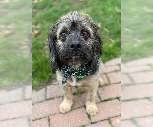 Medium Photo #2 Cocker Spaniel-Unknown Mix Puppy For Sale in Arlington, VA, USA