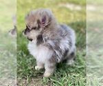 Small #11 Pomeranian