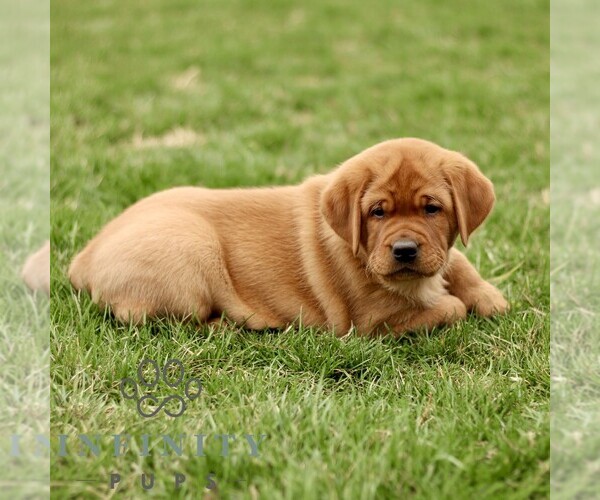 Medium Photo #3 Labrador Retriever Puppy For Sale in RONKS, PA, USA