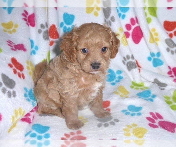 Medium Photo #9 Cavapoo-Poodle (Miniature) Mix Puppy For Sale in ORO VALLEY, AZ, USA