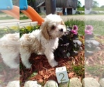 Small Photo #3 Cavachon Puppy For Sale in SCOTTVILLE, MI, USA