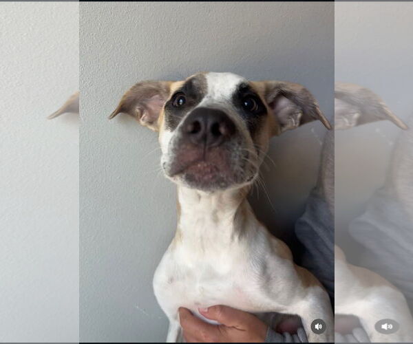 Medium Photo #5 Mutt Puppy For Sale in Royse City, TX, USA