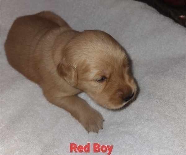 Medium Photo #5 Golden Retriever Puppy For Sale in FRESNO, CA, USA