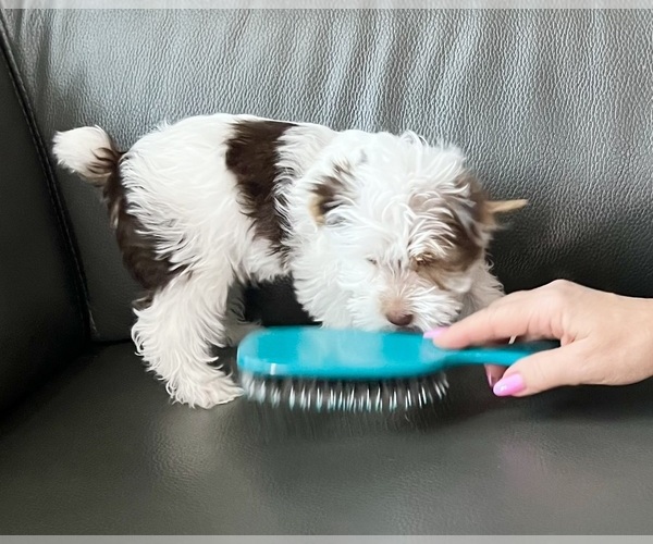 Medium Photo #14 Yorkshire Terrier Puppy For Sale in ROCKLIN, CA, USA