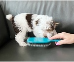 Small #13 Yorkshire Terrier
