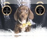 Small Photo #2 Dachshund Puppy For Sale in WARSAW, IN, USA