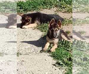 German Shepherd Dog Dog for Adoption in FRANKLINVILLE, New York USA