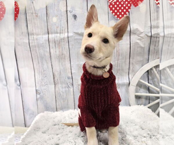 Medium Photo #5 Siberian Husky-Unknown Mix Puppy For Sale in Fargo, ND, USA