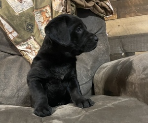 Labrador Retriever Puppy for sale in BALATON, MN, USA