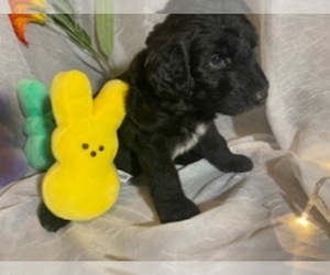 Sheepadoodle Puppy for sale in TIMBERLANE ACRES, TX, USA