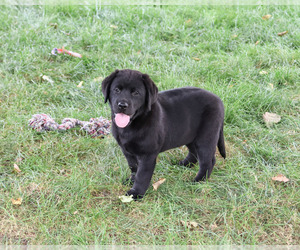 Labrador Retriever Puppy for sale in SYRACUSE, IN, USA