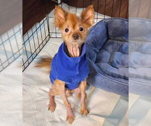 Miwak - Male Pom-A-Poo Dog for Adoption - Photo #5