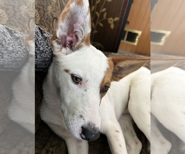 Medium Photo #3 Mutt Puppy For Sale in Estherville, IA, USA