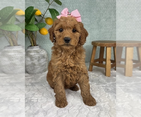 Medium Photo #2 Goldendoodle (Miniature) Puppy For Sale in FRANKLIN, IN, USA