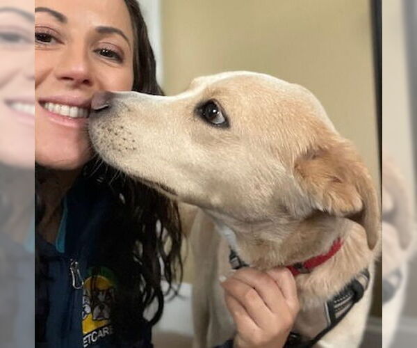 Medium Photo #2 Mutt Puppy For Sale in Woodbury, NY, USA