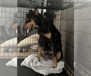 Mother of the Doberman Pinscher puppies born on 07/13/2025