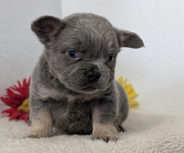 Medium Photo #2 French Bulldog Puppy For Sale in GOSHEN, IN, USA