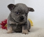 Small #1 French Bulldog
