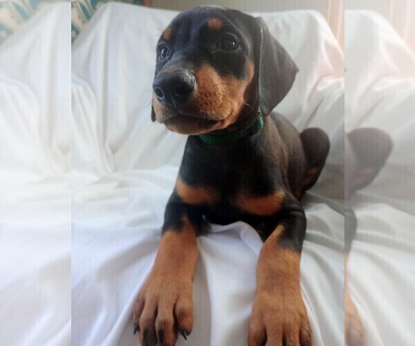 Medium Photo #4 Doberman Pinscher Puppy For Sale in TRAVELERS REST, SC, USA