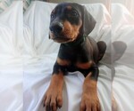 Small #3 Doberman Pinscher