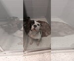 Small #3 American Staffordshire Terrier Mix