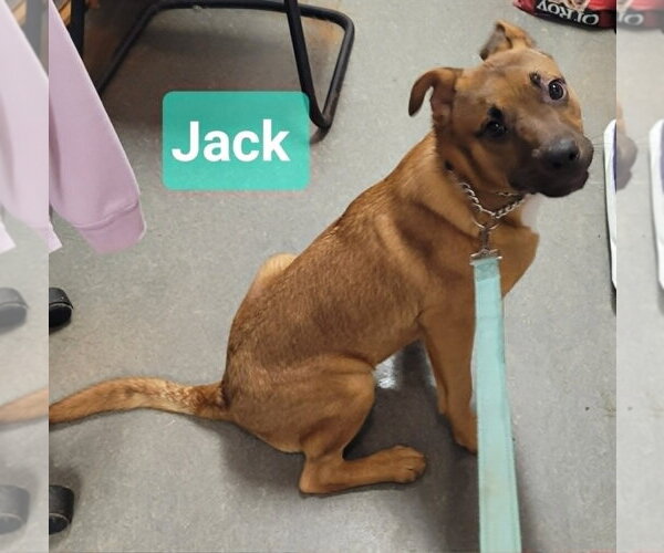 Medium Photo #3 Retriever -Unknown Mix Puppy For Sale in Richmond, IN, USA