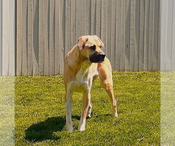 Medium Photo #3 Anatolian Shepherd-Unknown Mix Puppy For Sale in Sequim, WA, USA