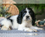 Puppy Lily Cocker Spaniel