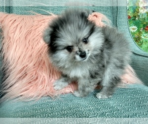 Pomeranian Puppy for Sale in MOUNT PLEASANT, South Carolina USA